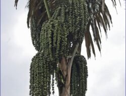 Indonesia Punya Harta Karun Baru, Aren Bisa Gantikan BBM Bensin!